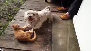 Kitten and dog playing