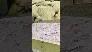 #tiger