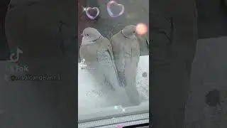 голуби💖