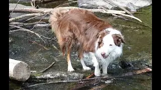 Wandern mit Hund / Rundwanderung Lieberhausen-Agger / Wandern zwischen Köln und Sauerland