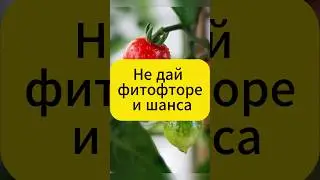 ОСТОРОЖНО: Фитофтора в августе!  #дача #огород #томаты #фитофтора