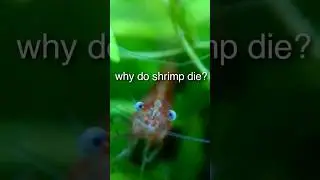 why do shrimp die?