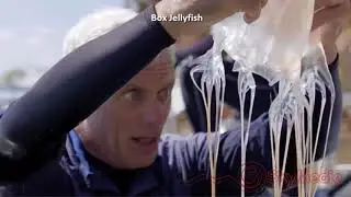Jellyfish Facts | Jellyfish Eyes and Facts