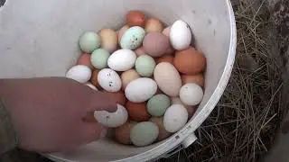 Пчелы, цыплята, дом для мух.