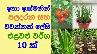 ඉක්මණින් අස්වැන්න ලබා ගත හැකි එළවලු වර්ග Ikmanin Paladarana Gewathu wagawa sinhala - Sonduru Diviya