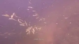 Голубые озера Беларуси | изучение и подводные кадры
