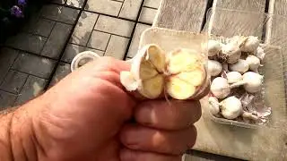 Зачем выращивают яровой чеснок