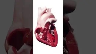 💓 Witness the Heart in Motion: Understanding Blood Flow 💓