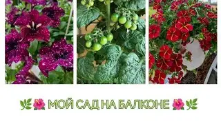 Балконный цветник || Покупка новых саженцев || Организация пространства на балконе