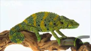 Modern Reptile Tribute Four: Chamaeleo Melleri / Giant One-horned Chameleon - Lizard.