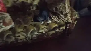 my собацька😘🥰