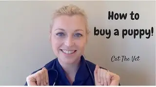 How to buy a puppy