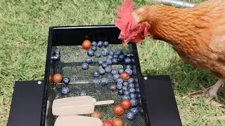 Picnic Table for Chickens #shorts #chicken #snacks #cute