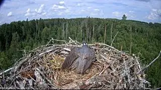 Eurasian Hobby (Falco subbuteo) is on the osprey's nest. 28/07/2024.