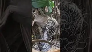 Anak burung makan tikus
