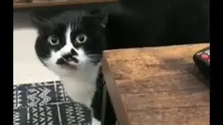 Кот 