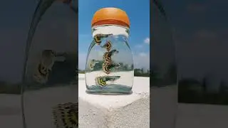 Yellow mosaic guppy fish