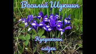 Василий Шукшин - Кукушкины слёзки