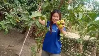 KUMUHA KAMI NG BAYABAS/Guava harvest/annedycouplevlog