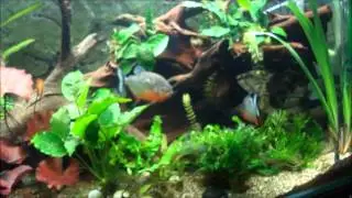 Mon 450l amazonien planté