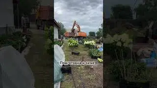 Ну что нам девочкам для счастья нужно? Конечно же еще одно хранилище для зимнего содержания гортензи