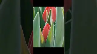 Выгонка тюльпанов, как это было .#выгонкатюльпанов #выгонкатюльпановк8марта #выгонкатюльпановвгараже