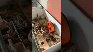 Hamster Cage Basics 