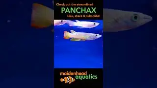 Panchax #panchax #tropicalfish #fishkeeping