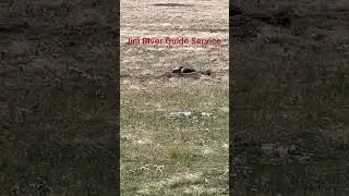 Archery Hunting Practice Prairie Dogs