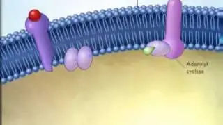 Second messenger system water soluble hormone.wmv