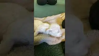 #puppies