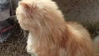 How Cats Playing Active | Be Friendly with your Cats | Cats Tv