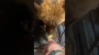Огурцы вкуснее корма #животные #лиса #animals #fox #лисаальма