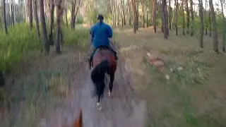 Сентябрь, 18 #лошади #кони #осень #лес #родезийскийриджбек