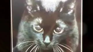 🔴Заставка для чёрной кошки 🔴