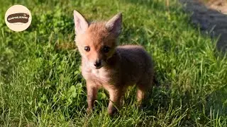 Baby Fox Found Alone Gets the Rescue of a Lifetime