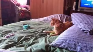 Catnip Frenzy: HoneyPot Wins Again