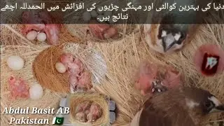 Breeding Progress | Diamond Sparrows | Parson Finch | Grass Finch | Star Finch