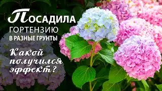 Гортензии крупнолистные. Изменение цвета в зависимости от кислотности почвы