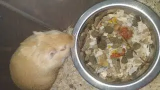 Gerbils and their daily routine