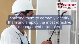 Pest Control Service-  Toronto Emergency Pest Control