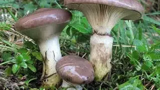 🎄Нашли Мокрухи целую поляну Грибы в лесу.
