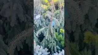 Зе Блюз🌲Питомник « Хвойнозависимые», в телеграмм