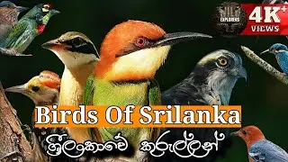 Top1 | Many rare birds in one video | Yala safari kamesh