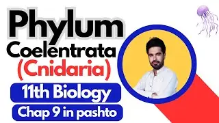 Phylum Coelentrata (Cnidaria) General Characteristics.