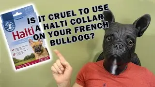 Can You Use a Halti Collar to Train Your French Bulldog?