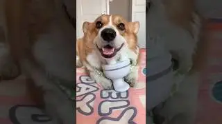 cute dog 😍😍   #dogs #dog #shortvideo #cute