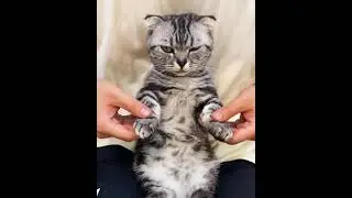 Забудьте на минуту про все свои проблемы и уделите время этому видео 😻