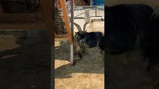 Leben auf dem Bauernhof | Urlaub auf dem Bauernhof #dorfkinder #bauernhof