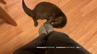 Otter vs. Dog. Part 1